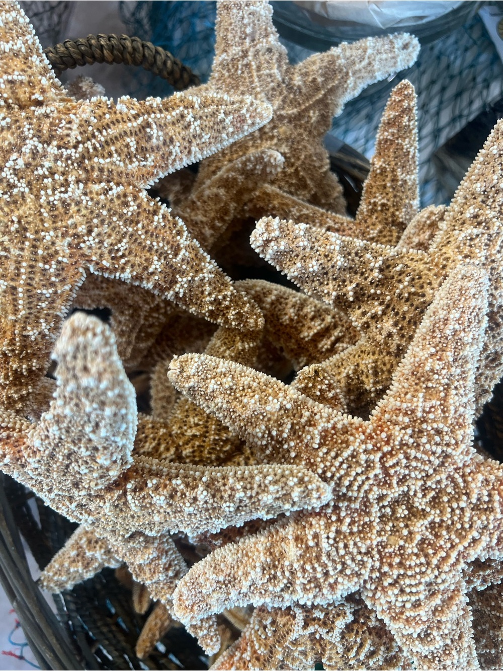 7”-8” Natural Starfish Decor - Golden Tan - Picture 4 of 4